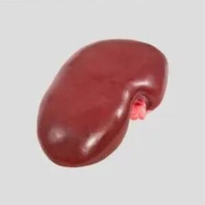 Frozen Pork Kidney