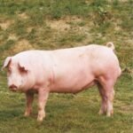 German Landrace Swine