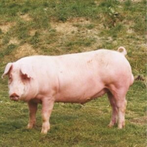 German Landrace Swine