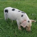 Gloucestershire Old Spots Swine