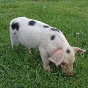 Gloucestershire Old Spots Swine