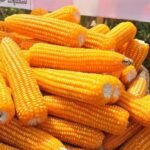 Gmo Yellow Corn Grade 2