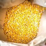 Gmo Yellow Corn Grade 2