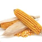 Gmo Yellow Corn Grade 2