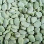 Green Broad Beans