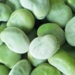 Green Broad Beans