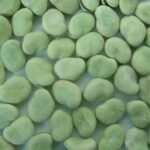 Green Broad Beans