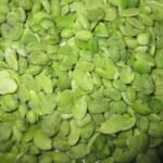 Green Broad Beans