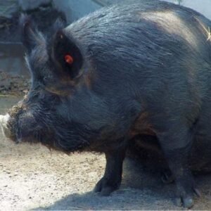 Guinea Hog Swine