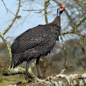 Guinea Fowls