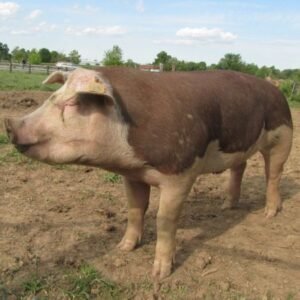 Hereford Swine