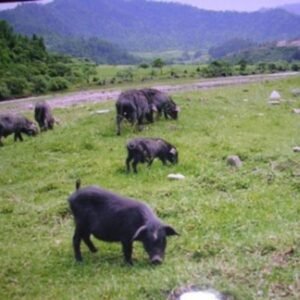 Hezuo Swine