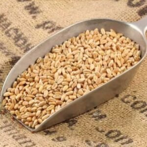 High Quality Wheat Wheat Grain - Barley