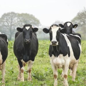 Holstein Friesian Cattle
