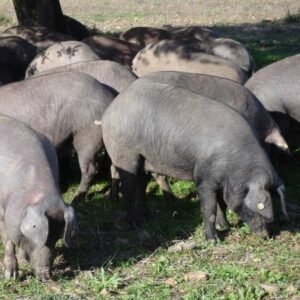 Iberian Swine