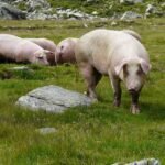 Italian Landrace Swine