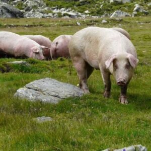 Italian Landrace Swine