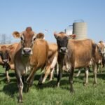 Jersey Cattle