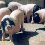 Jinhua Swine
