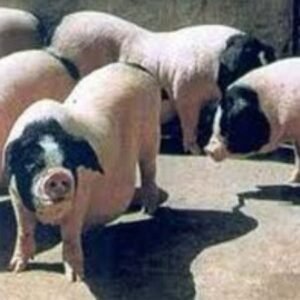 Jinhua Swine