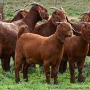 Kalahari Red Goats For Sale