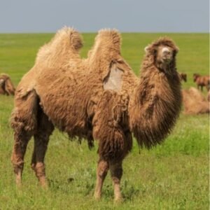 Kalmyk Bactrian Camel