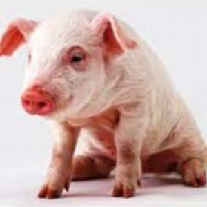 Kele Swine