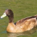 Khaki Campbell Ducks