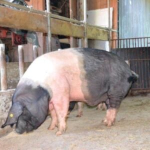 Krskopoljie Swine
