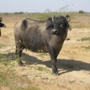 Kundhi Buffalo