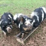 Kunekune Pigs
