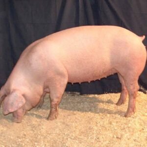 Lacombe Swine
