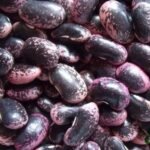 Large Black Speckled Kidney Beans