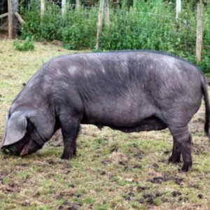 Large Black Swine
