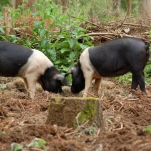 Large Black-White Swine