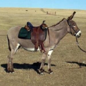 Large Standard Donkeys