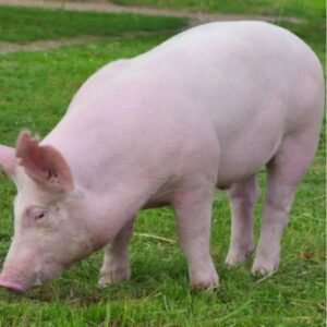 Large White Swine