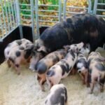 Lithuanian Native Swine