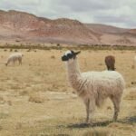 Llamas