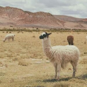 Llamas