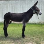 Mammoth Jack Stock Donkeys