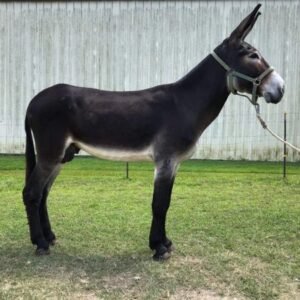 Mammoth Jack Stock Donkeys