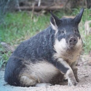 Mangalitsa Pig