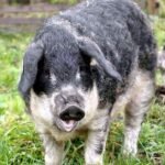 Mangalitza swine