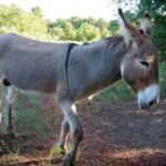 Mary Donkeys