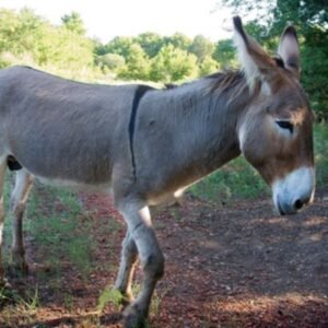 Mary Donkeys