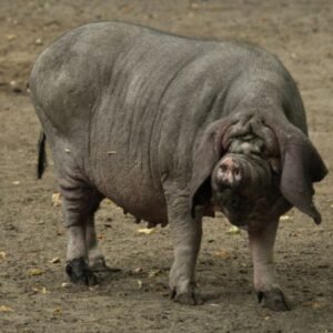 Meishan Swine