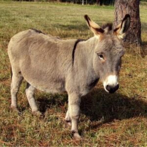 Miniature donkeys