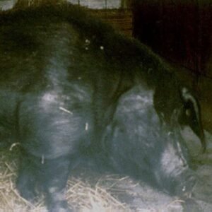 Minzhu Swine