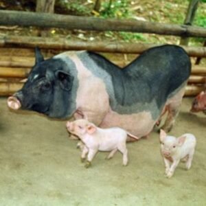 Mong Cai Swine
